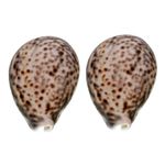 MAYAPURI Natural Original Big Pooja Laxmi Cowrie Shell, Cowry, Kouri, Kaudi, Lakshmi Kori for Puja, Size approx. 3 inches, Pack of 2