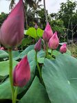 G0 GREEN Lotus plant 3 DIFFERENT VARITY COMBO (MINGLU, JINSE & YELLOW PEONE) HYBRID LOTUS PLANT TUBER (RHIZOME) LIVE PLANT