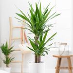 YouGarden Yucca 2 Stem, One Stem 45cm Tall and The Other 20cm Tall, Established Houseplant in 17cm Pot, 70cm Tall, Supplied as Yucca Houseplant, Perfect for Homes and Offices Easy to Care