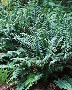 Polystichum acrostichoides (Christmas Fern)