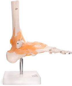 66fit Anatomical Human Foot Joint with Ligaments - Medical Educational Training Aid