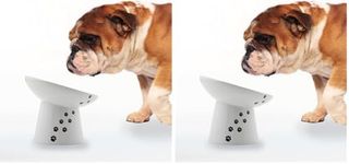 Necoichi Raised Dog Food Bowl, Elevated, for Dogs and Cats, Pets Feeding Feeder Non-Slip for Small Dogs Dishwasher and Microwave Safe, No.1 Seller in Japan! (Dog, Extra Wide Tilted) (Pack of 2)