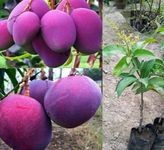 CPEYARE Purple Japanese Miyazaki Mango Plant Hybrid (Height - 2-3 Feet) Miyazaki Mango Plant Original Rare Live Mango Tree Grafted Fruit Plant test good