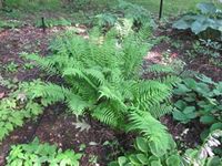 Tennessee Ostrich Fern 5 Rhizome Roots Starter kit