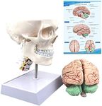 Human Skull and Brain Anatomy Model Life-Size with Cervical Vertebra & Base for Classroom Medical Neuroscience Anatomy Teaching & Studying