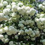 Viburnum ‘Roseum’ Large Hardy Outdoors Potted Flowering Garden Shrubs Snowball Tree Flowers for The Border or Patio Pots, 1 x Viburnum Opulus ‘Roseum’ Shrub Plants in 9cm Pots by Thompson and Morgan