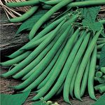 Mr Fothergill's 23966 Vegetable Seeds, Dwarf French Bean Ferrari, Green
