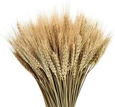 Dried Wheat Stalks, Natural 100 Stems Dried Wheat Sheaves, Natural Wheat Stalks FAL for DIY Craft, Home Table, Wedding Shooting Props（20 Inchprimary Color）