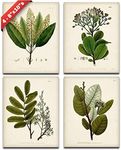 Botanical Wall Art - Set of Four Sa