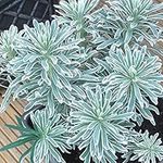 1 X Euphorbia 'Glacier Blue' Mediterranean Spurge Evergreen Shrub Plant in Pot