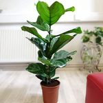 Easy Plants® Large Traditional Ever