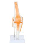 Genex Functional Knee Model - Anatomically Correct Knee Joint with Life Like Ligaments That Can Show Movement on base Includes Base (Life Size)/ skeletal system model spine model for clinic spine model