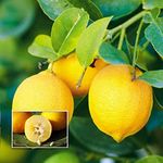 Royal Paradise Garden Lemon/Cherunaranga (Market Lemon, Layer) Fruit Live Plant