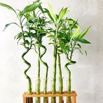 Carbeth Plants - Lucky Bamboo 40cm Stems - 4 Spiral Stems - Dracaena Sanderiana - Indoor Plant Gift