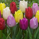 10 x Tulip Single Early Prince Mixed - Perennial - Spring Flowering Bulbs - A Spring Classic Mix of Single Early Flowering Tulips - for Your Beautiful Garden