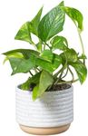 Costa Farms Live Pothos Plant, Easy