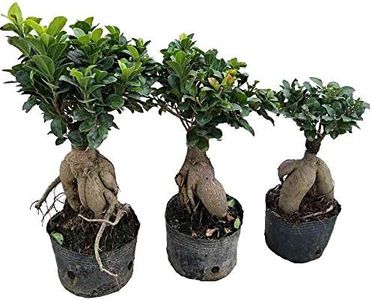 UGALOO Combo of 3 Bonsai Tree's, Indoor Ficus Ginseng Microcarpa Root and Grafted Ornamental/Air Purifier Plants,4.5+Years Old (30-40cm),Best Gifting Combo of Plant Lovers