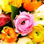 Navya germination Ranunculus Rainbow Mix Flower Special Pack of 20 Hybrid Bulbs in Different Colors for Your Home Plant & Gardening.