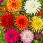 Plant World Seeds - Dahlia Cactus Hybrids Mix Seeds (Annual/Perennial Flower Seeds)