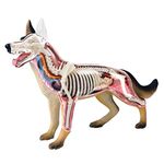 THABATTA Animal Anatomy 4D Dog Intelligence Assembling Teaching Anatomy DIY Appliances