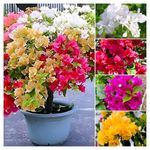 PAJUSDYASI-Beautiful Grafted Colourful Multi Bougainvillea Flower Dwarf Bonsai plant Tree 4-5 colour || For Home Garden Outdoor & Indoor