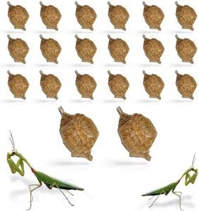 Chinese Praying Mantis Ootheca Egg Case (Twenty Egg Cases) - Beneficial for Gardening and Stem Education, Egg Case Produces Approximately up to 400 Baby Nymphs