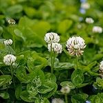 Outsidepride White Dutch Clover See