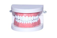 KKI Human Dental Denture Model Adult Standard Gums Teeth Anatomy for Dentistry Students and Doctors