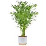Costa Farms Cat Palm, Live Indoor H