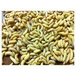 500 Live Wax Worms Bee Moth Live Bait Ice Fishing Reptile Gecko Food waxworms