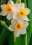 Gebdinsh Garden® Imported Nargis/Narcissus Flower Plants Bulbs For Outdoor Gardening (Pack Of 10 Bulbs)