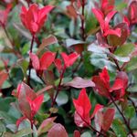 Plant Theory Little Red Robin Christmas Berry Photinia x Fraseri Shrub Plant 2L Pot