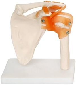 66fit Human Shoulder Joint Anatomical Model