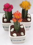 Liebigs Grafted Moon Cactus multi color Air purifying live plants with pot.