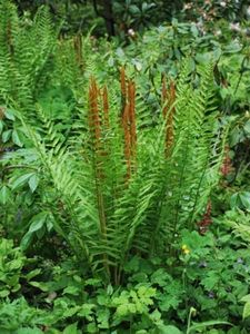 Osmunda ci