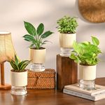 Ugaoo Air Purifier Indoor Plants Combo of 4 | Jade Mini, Peace Lily, Variegated Money & Snake Hahnii in Self Watering Kyoto Pots - Ivory