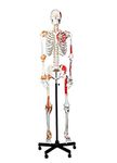 Walter Products B10215 Human Skeleton Model with Muscles and Ligaments, Full Size 67" (170 cm)