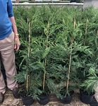 10 Green Leylandii Hedging Evergreen Fast Growing Conifer 4-5ft Large 5 Litre Pots and Canes Sunnyside Nurseries