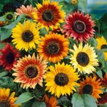 NO-GMO 70 Seeds, Sunflower Autumn B