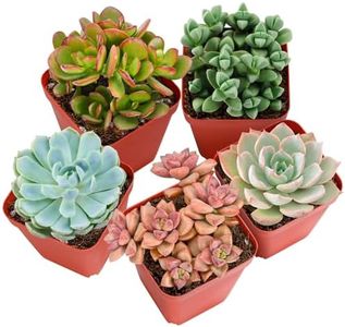 Sprout N Green Live Succulent Plants, 5 Pack Assorted Real Succulents Potted in 2" Starter Pot with Soil Mix, Rare Small Indoor House Plants for Home Garden Wedding Decor Party Favor DIY Gift