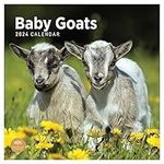 2024 Baby Goats Monthly Wall Calendar by Bright Day, 12 x 12 Inch