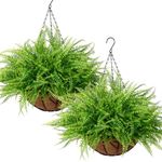 KHOYIME Artificial Hanging Plants with Basket 2PCS Fake Boston Fern Baskets, Outdoor Faux Greenery Stems Hanging Decor UV Resistant Indoor Outside Decorations for Home Garden Porch Balcony Patio Yard