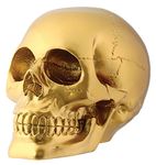 StealStreet Gold Skull Head Collectible Skeleton Decoration Figurine