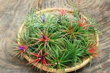 9 Red Tillandsia Air Plants Live House Plant, 9 Plants, Air Plants for Garden, Tillandsia Plants Live, Sucullent Plants Live