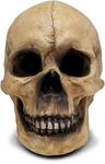 Skull Decor By DWK- Actual Skull Size - Halloween Decoration - Gothic Home Decor