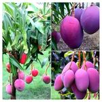 PAJUSDYASI-"EGG OF SUN ORIGINAL Healthy Live JAPANESE MIYAZAKI MANGO"Grafted hybrid plant,Pack of 1(Plant- 2Ft-2.5Feet Height) Healthy Fruit...