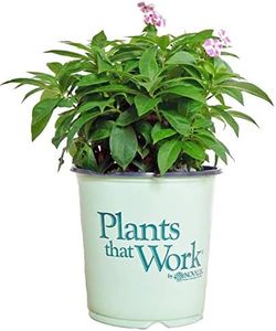 Phlox subu