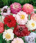 SeedsUA - Seeds Shirley Poppy Double Mix Annual Flowers for Planting Non GMO