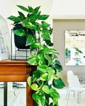 Live Money Plant, Indoor Potted Epipremnum Aureum with Variegated Leaves, Home and Garden Decor,Live Money Indoor Plant For Home and Garden without Pot, Big Leaf Money Plant (Pack of 1)