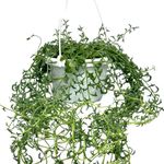 6" String of Dolphins Plant Live with Hanging Basket - Dolphin Succulents Plants Live - East to Care, Rare Air Purifying House Plants for Home Office Wedding Decorations & Birthday Gift